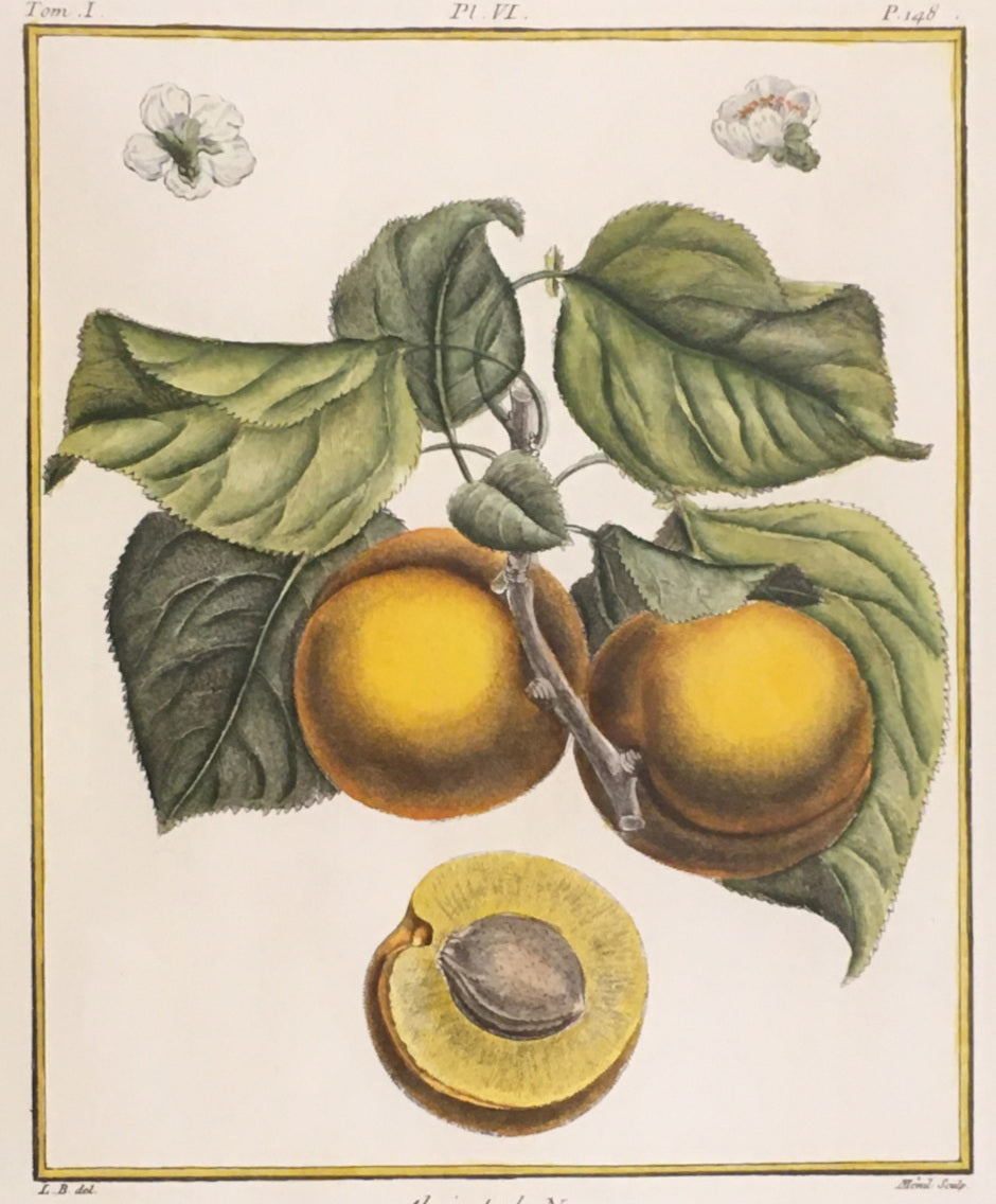 du Monceau, Henri Louis Duhamel  Pl. 6.  “Abricot de Nancy.”  [apricot]