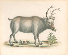 Load image into Gallery viewer, Edwards, George “The Greenland Buck.&quot; Plate 51

