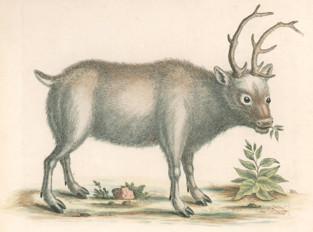 Edwards, George “The Greenland Buck.