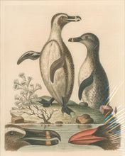 Load image into Gallery viewer, Edwards, George [Penguins] Pl. 94
