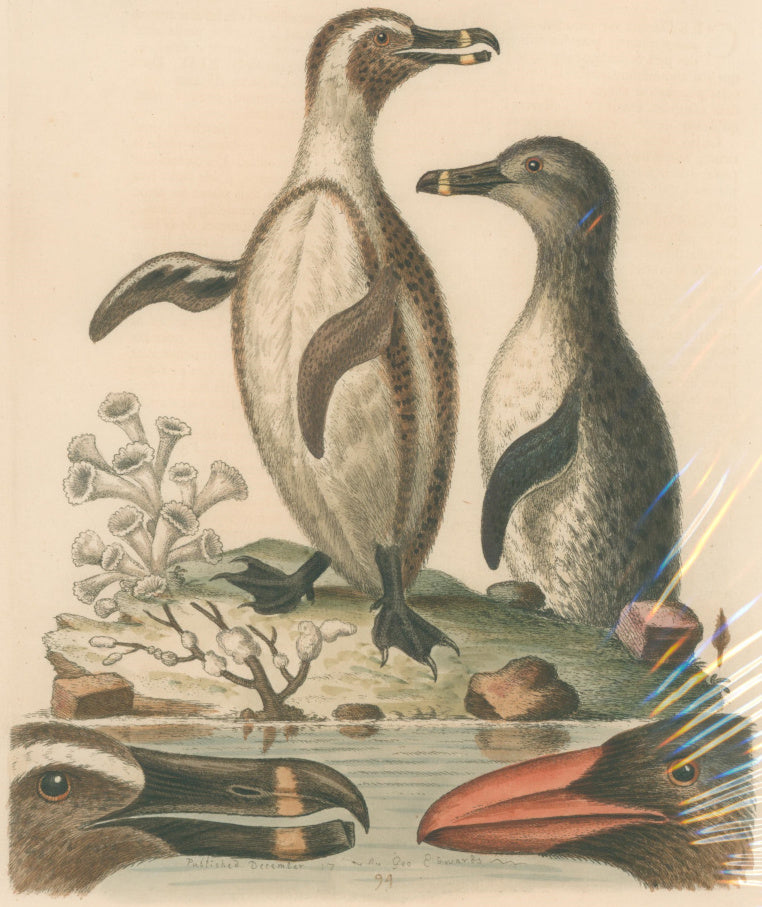 Edwards, George [Penguins] Pl. 94