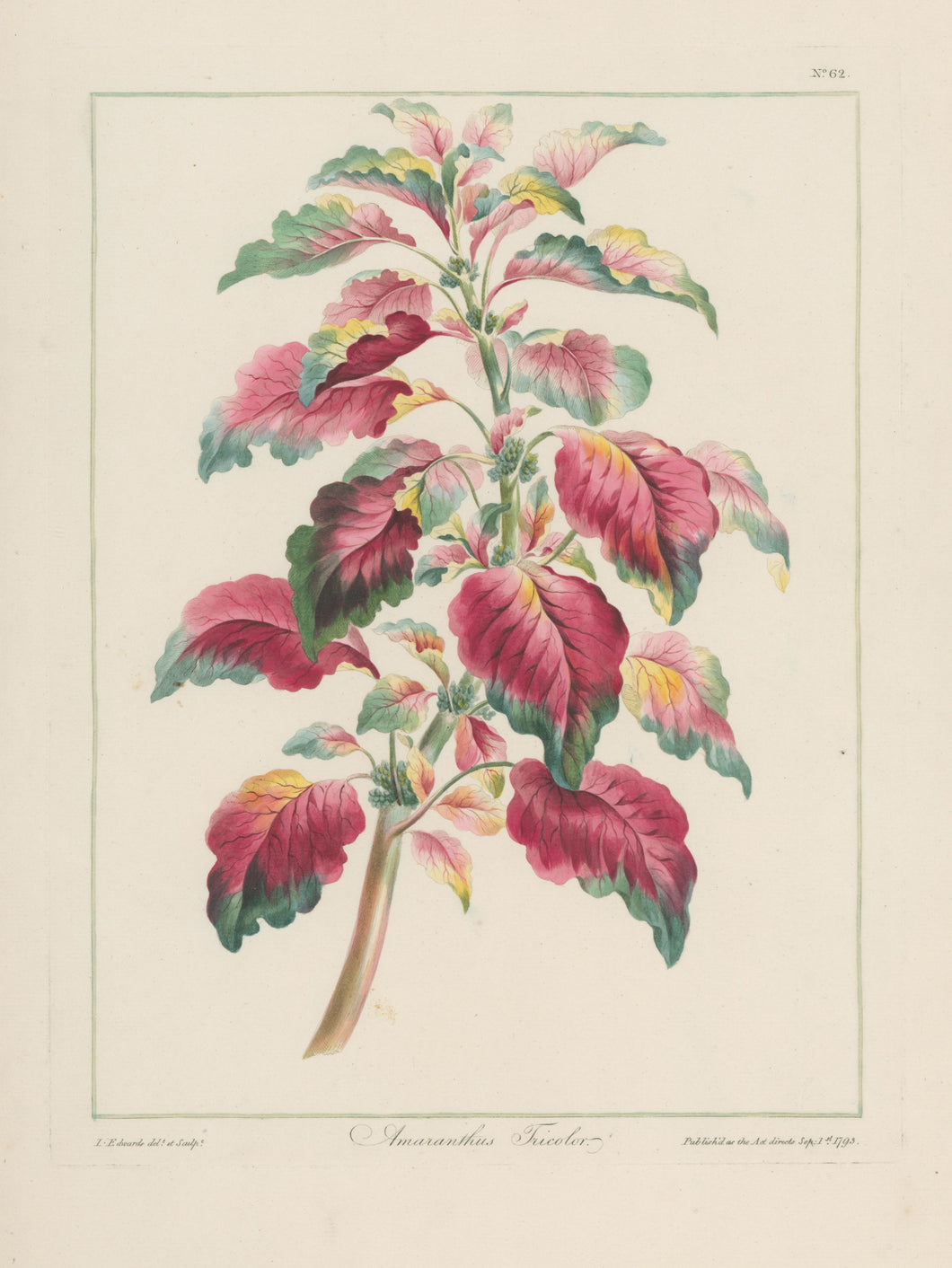 Edwards, John “Amaranthus Tricolor”