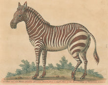Load image into Gallery viewer, Edwards, George.  “Zebra.”

