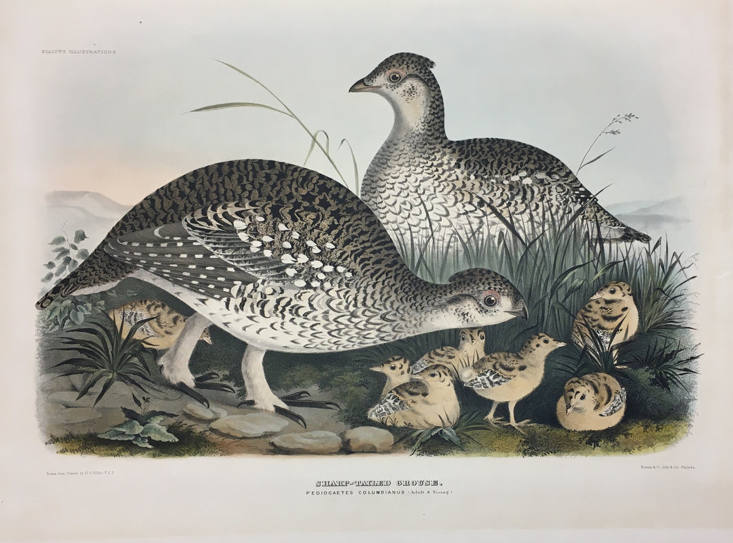 Elliot, Daniel Giraud “Sharp-Tailed Grouse”