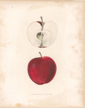 Load image into Gallery viewer, Unattributed “Summer Queen”  [apple]  Plate 29
