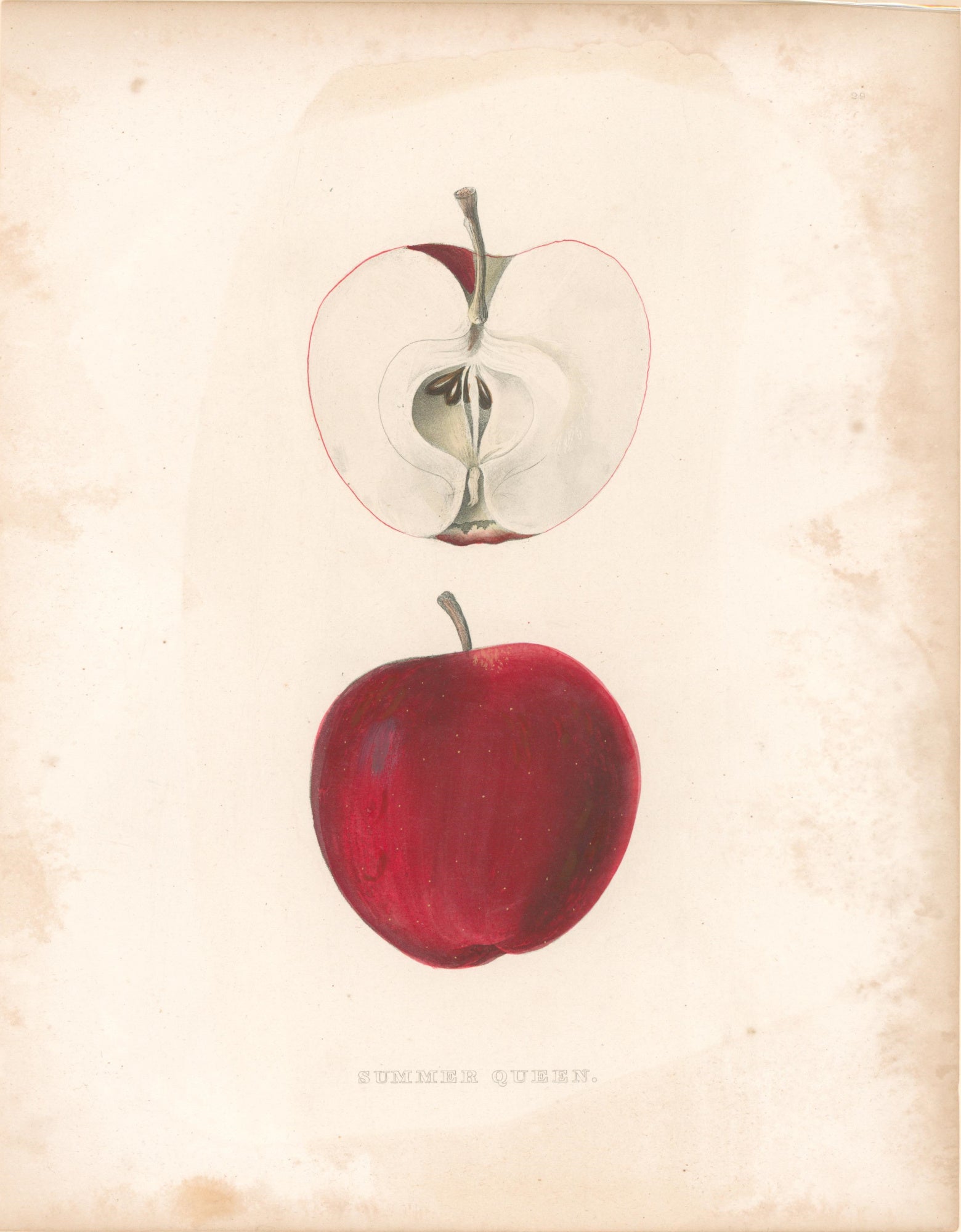 Unattributed “Summer Queen” [apple] Plate 29 – Philadelphia Print Shop