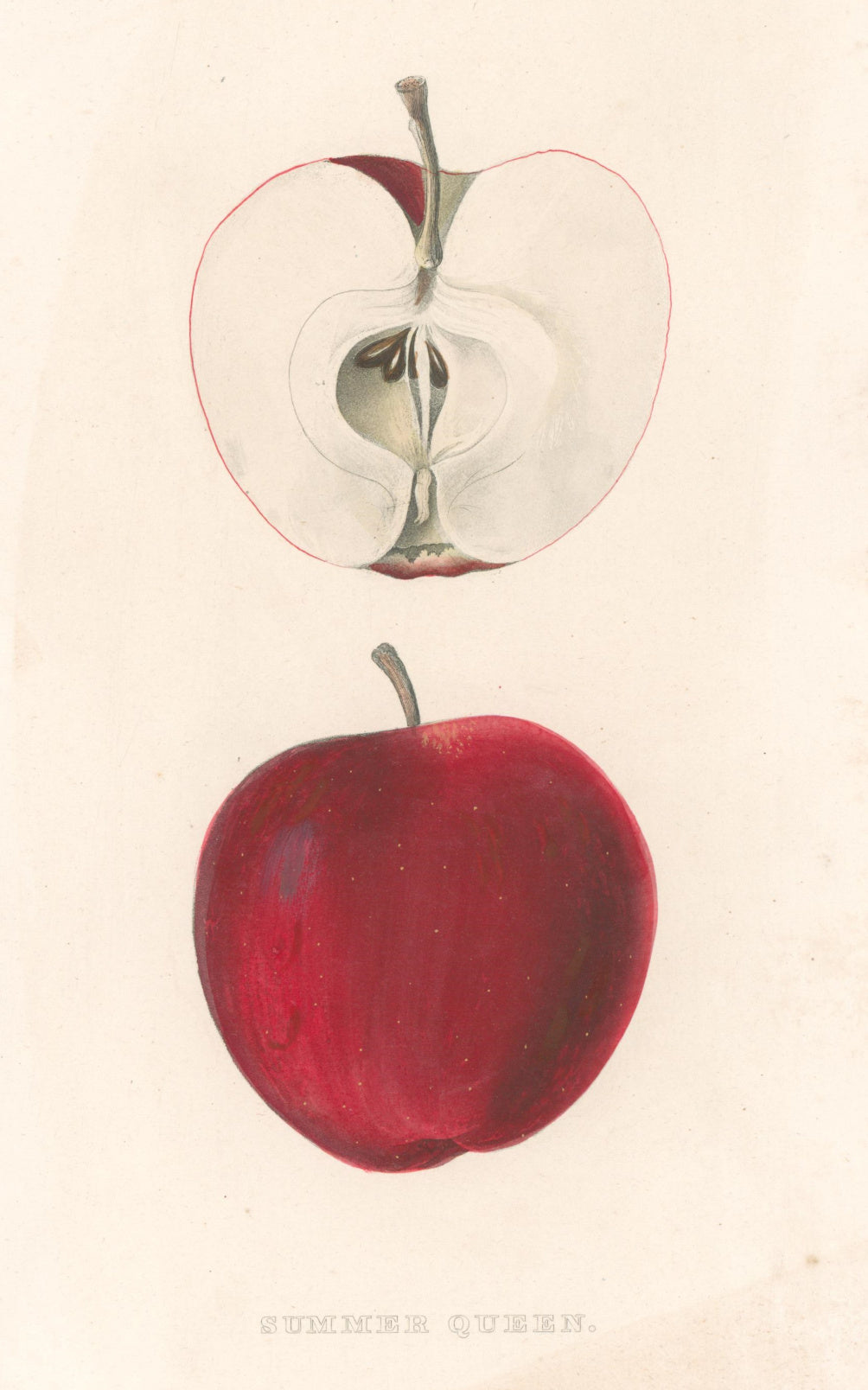Unattributed “Summer Queen”  [apple]  Plate 29