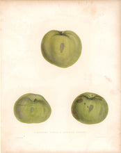 Load image into Gallery viewer, Salisbury “Newton Pippin. Spotted Pippin”  [apple]  Plate 33
