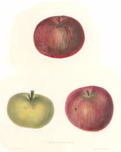Load image into Gallery viewer, Salisbury “Hawthorn Ben”  [apple]  Plate 36
