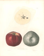 Load image into Gallery viewer, Emmons, Ebenezer “The Winter King”  [apple]  Plate 38

