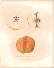 Load image into Gallery viewer, Emmons, Ebenezer “German Scalloped Gilliflower”  [apple]  Plate 44
