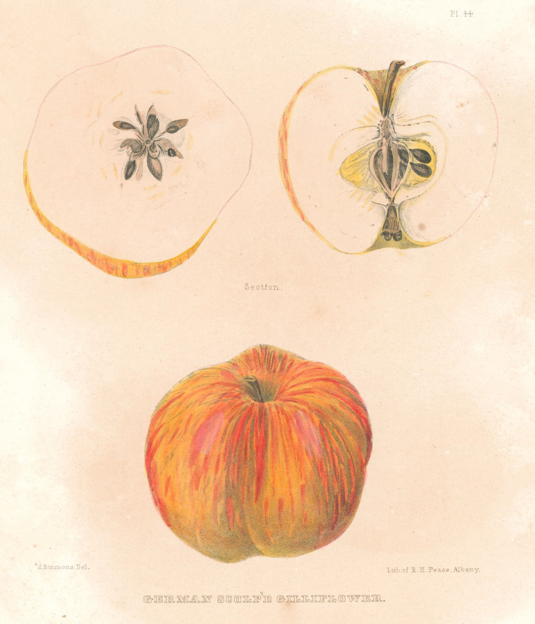 Emmons, Ebenezer “German Scalloped Gilliflower”  [apple]  Plate 44