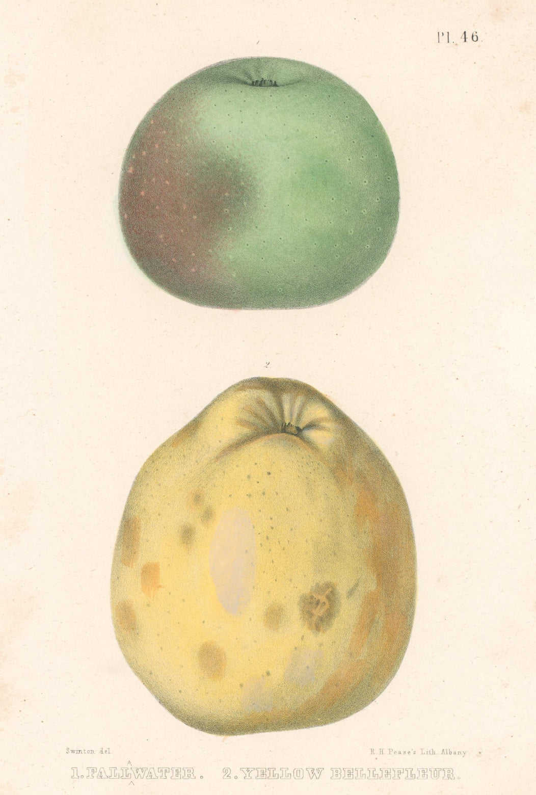 Swinton “Fallawater & Yellow Bellefleur”  [apple]  Plate 46.