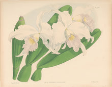 Load image into Gallery viewer, Fitch, John Nugent.  &quot;Laelia Purpurata Russelliana.&quot; Pl. 269.
