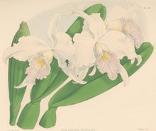Load image into Gallery viewer, Fitch, John Nugent.  &quot;Laelia Purpurata Russelliana.&quot; Pl. 269.
