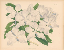 Load image into Gallery viewer, Fitch, John Nugent.  &quot;Vanda Coerulea.&quot; Pl. 282.
