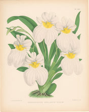 Load image into Gallery viewer, Fitch, John Nugent.  &quot;Odontoglossum Vexillarium Roseum.&quot;  Pl. 348.
