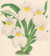 Load image into Gallery viewer, Fitch, John Nugent.  &quot;Odontoglossum Vexillarium Roseum.&quot;  Pl. 348.
