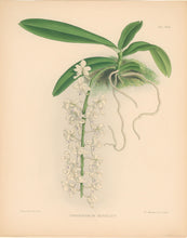 Load image into Gallery viewer, Fitch, John Nugent.  &quot;Thryxpermum Berkeleyi.&quot; Pl. 436
