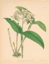 Load image into Gallery viewer, Fitch, John Nugent.  &quot;Dendrobium Atro-Violaceum.&quot;  Pl. 444.

