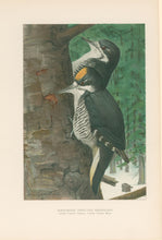 Load image into Gallery viewer, Fuertes, Louis Agassiz.  “Black-backed Three-toed Woodpecker.”

