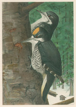 Load image into Gallery viewer, Fuertes, Louis Agassiz.  “Black-backed Three-toed Woodpecker.”
