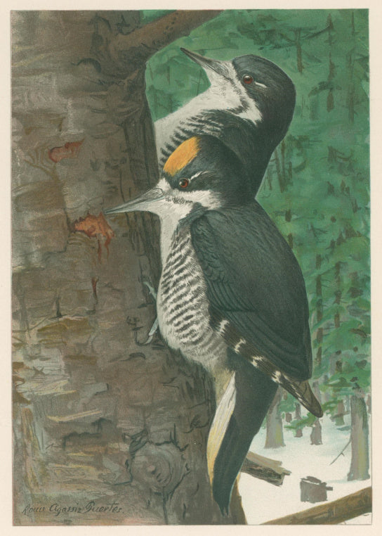 Fuertes, Louis Agassiz.  “Black-backed Three-toed Woodpecker.”