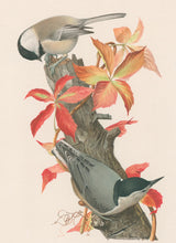 Load image into Gallery viewer, Fuertes, Louis Agassiz.  “Chickadee, White-breasted Nuthatch.”
