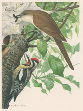 Load image into Gallery viewer, Fuertes, Louis Agassiz.  “Black-Billed Cuckoo, Yellow-bellied Sapsucker.”
