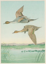 Load image into Gallery viewer, Fuertes, Louis Agassiz.  “Pintail Duck.”
