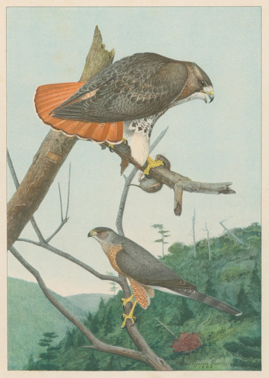 Fuertes, Louis Agassiz.  “Red-tailed Hawk, Cooper’s Hawk.”