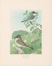 Load image into Gallery viewer, Fuertes, Louis Agassiz.  “Kingbird, Phoebe.”
