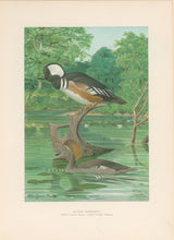 Load image into Gallery viewer, Fuertes, Louis Agassiz.  “Hooded Merganser.”
