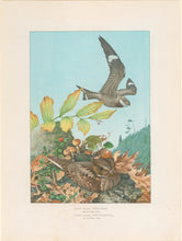 Load image into Gallery viewer, Fuertes, Louis Agassiz.  “Nighthawk, Whip-poor-whill.”

