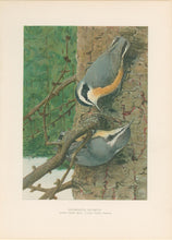 Load image into Gallery viewer, Fuertes, Louis Agassiz.  “Red-breasted Nuthatch.”
