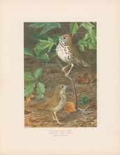 Load image into Gallery viewer, Fuertes, Louis Agassiz.  “Wood Thrush, Hermit Thrush.”
