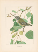 Load image into Gallery viewer, Fuertes, Louis Agassiz.  “Solitary Vireo.”
