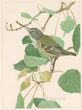 Load image into Gallery viewer, Fuertes, Louis Agassiz.  “Solitary Vireo.”
