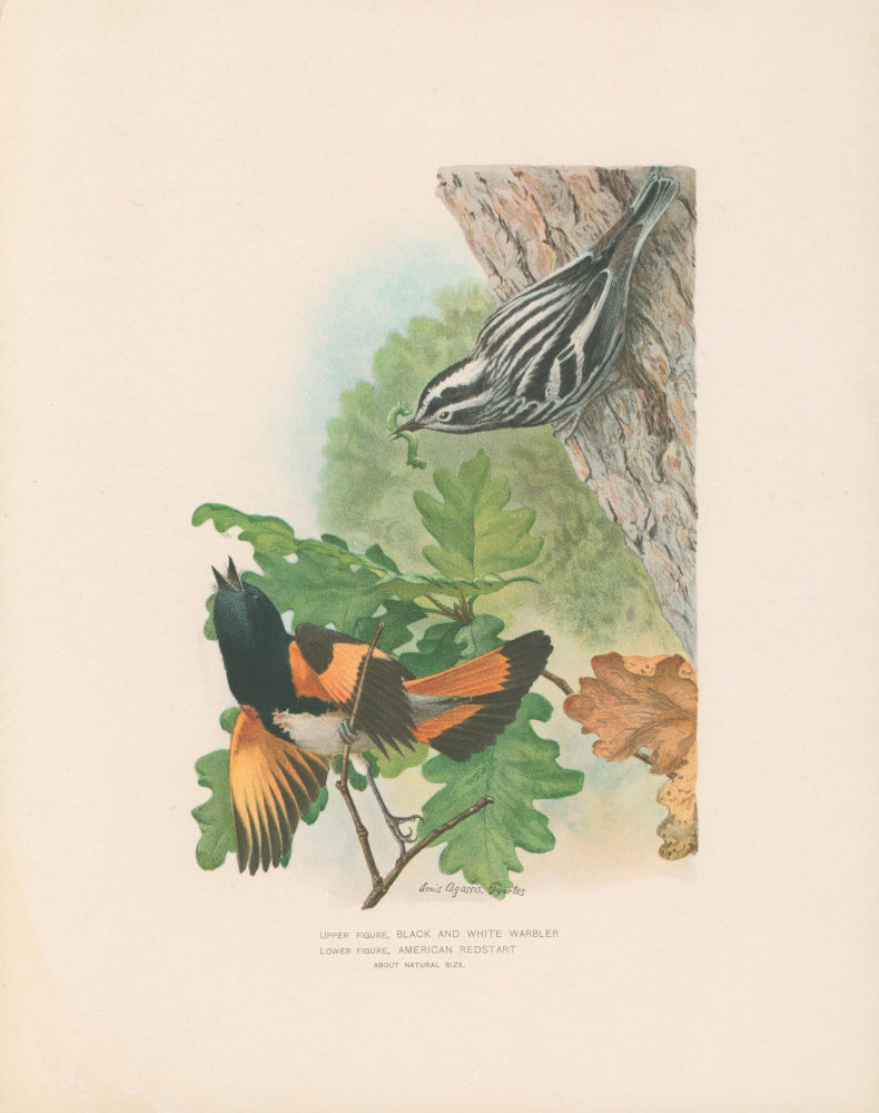 Fuertes, Louis Agassiz. “Black and White Warbler, American