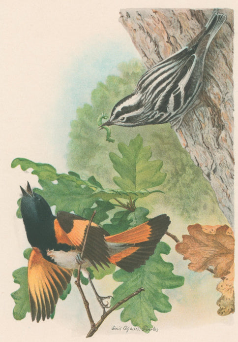 Fuertes, Louis Agassiz. “Black and White Warbler, American
