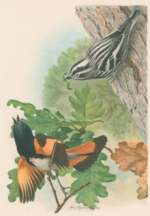 Fuertes, Louis Agassiz.  “Black and White Warbler, American Redstart.”