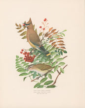 Load image into Gallery viewer, Fuertes, Louis Agassiz.  “Cedar Waxwing, Red-eyed Vireo.”
