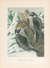 Load image into Gallery viewer, Fuertes, Louis Agassiz.  “White-backed Three-toed Woodpecker.”

