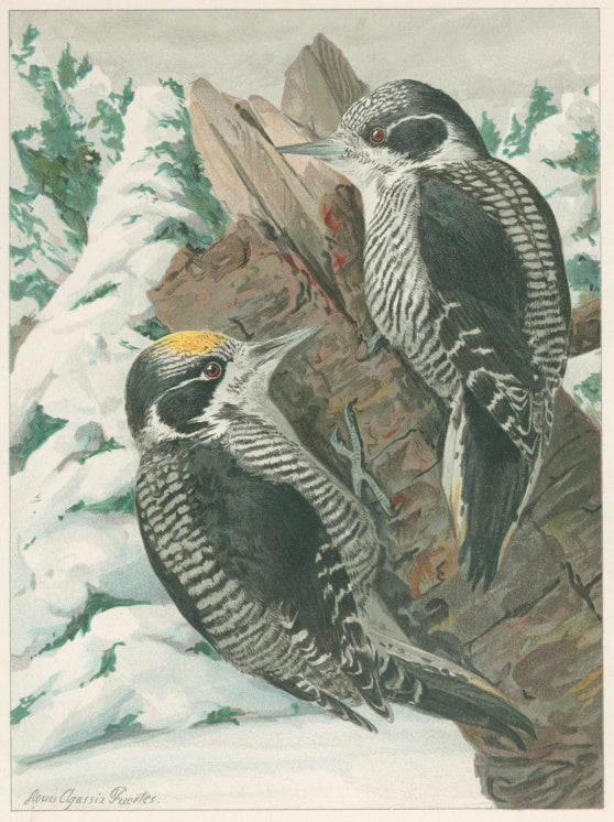 Fuertes, Louis Agassiz.  “White-backed Three-toed Woodpecker.”