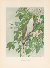 Load image into Gallery viewer, Fuertes, Louis Agassiz.  “Yellow-billed Cuckoo.”
