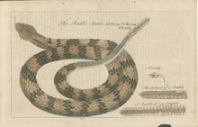 Load image into Gallery viewer, Catesby, Mark “The Rattle Snake”
