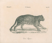 Load image into Gallery viewer, Unattributed “Der Jaguar”  Plate 16
