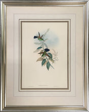 Load image into Gallery viewer, Gould, John &amp; H.C. Richter.  “Amazilia Cyanura.”  Blue-tailed Hummingbird.
