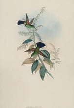 Load image into Gallery viewer, Gould, John &amp; H.C. Richter.  “Amazilia Cyanura.”  Blue-tailed Hummingbird.
