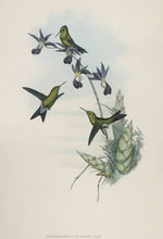 Load image into Gallery viewer, Gould, John &amp; H.C. Richter.  “Erythronata Elegans.” Elegant Erythronote. [Hummingbird]
